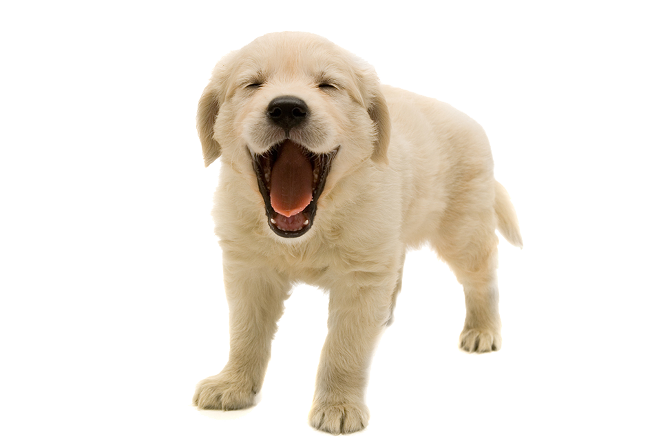 Download PNG image - Golden Retriever Puppy PNG Transparent Image 