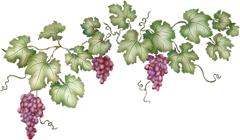 Download PNG image - Grapevine PNG Clipart 