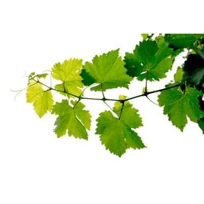 Download PNG image - Grapevine PNG File 