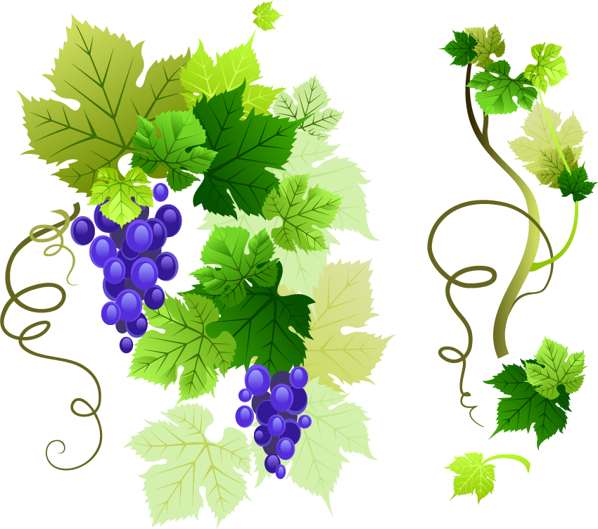 Download PNG image - Grapevine PNG Free Download 