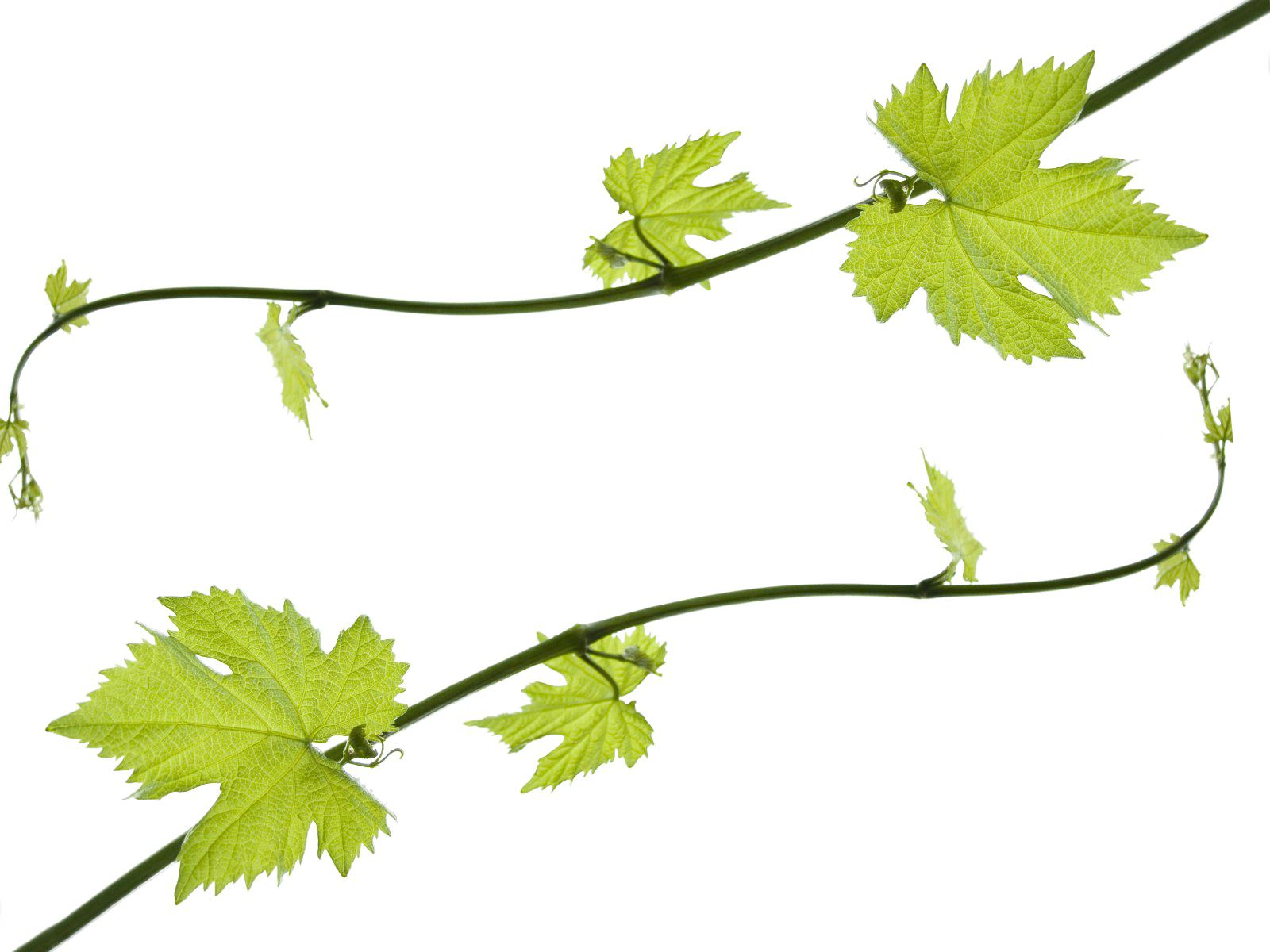Download PNG image - Grapevine PNG HD 