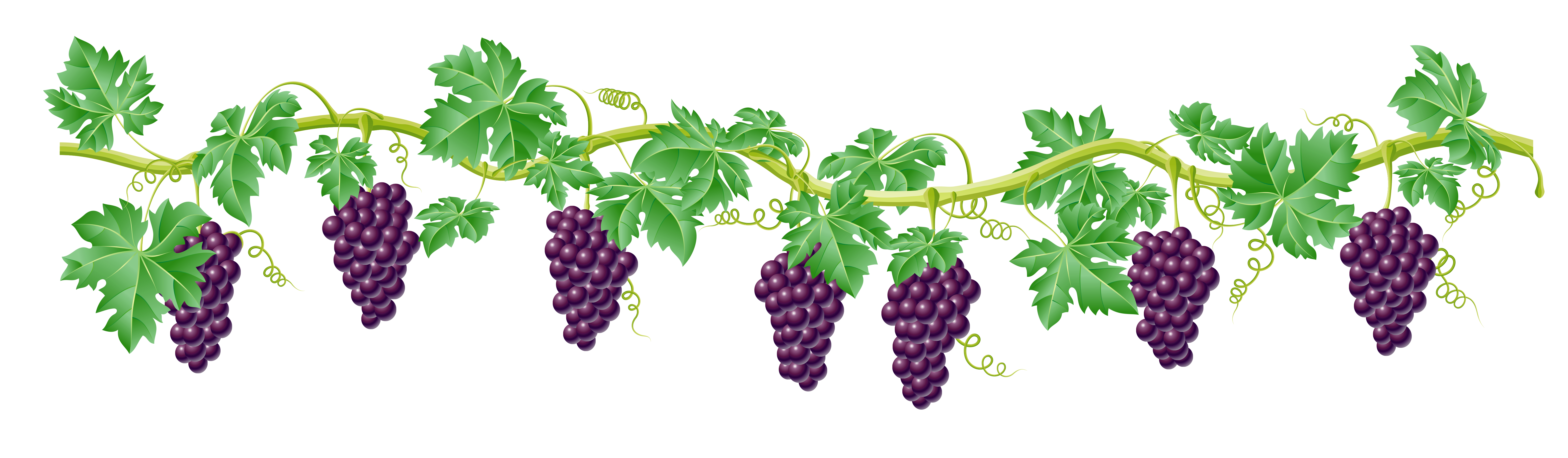 Download PNG image - Grapevine PNG Image 