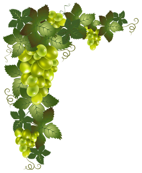 Download PNG image - Grapevine PNG Photos 