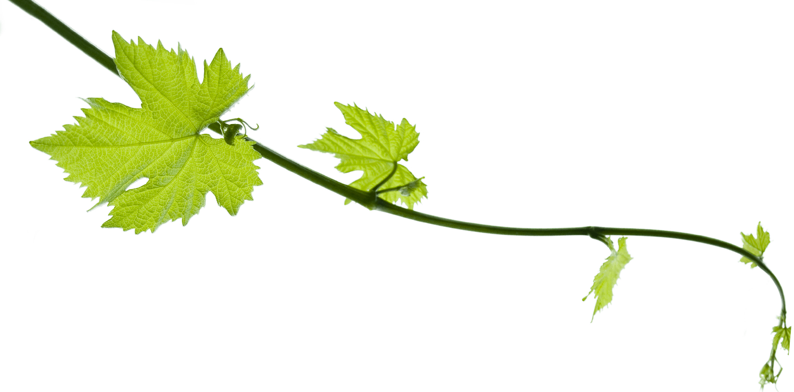 Download PNG image - Grapevine PNG Pic 