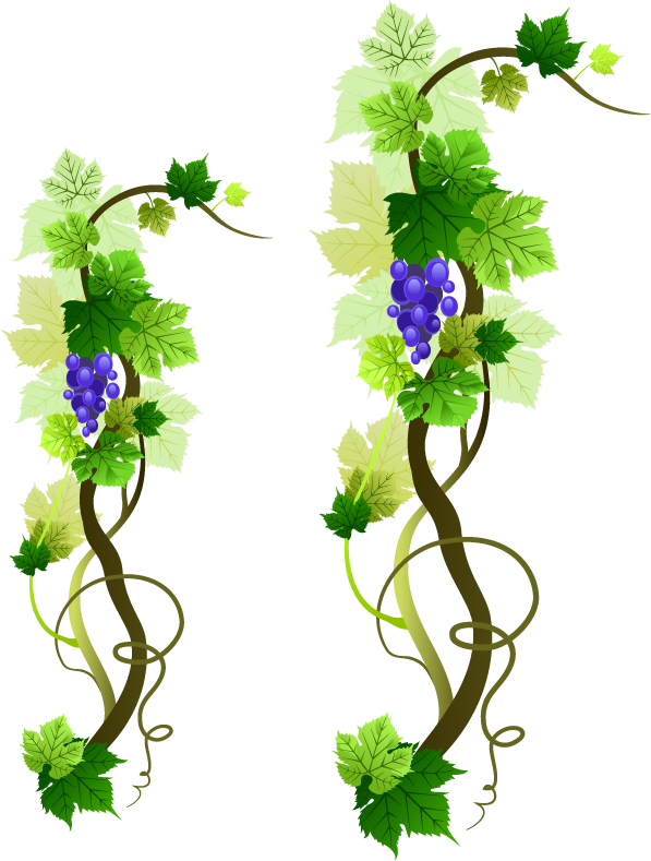 Download PNG image - Grapevine PNG Picture 