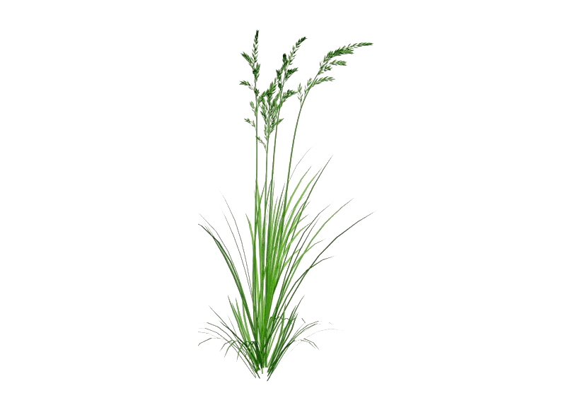 Download PNG image - Green Beach Grass PNG Photos 