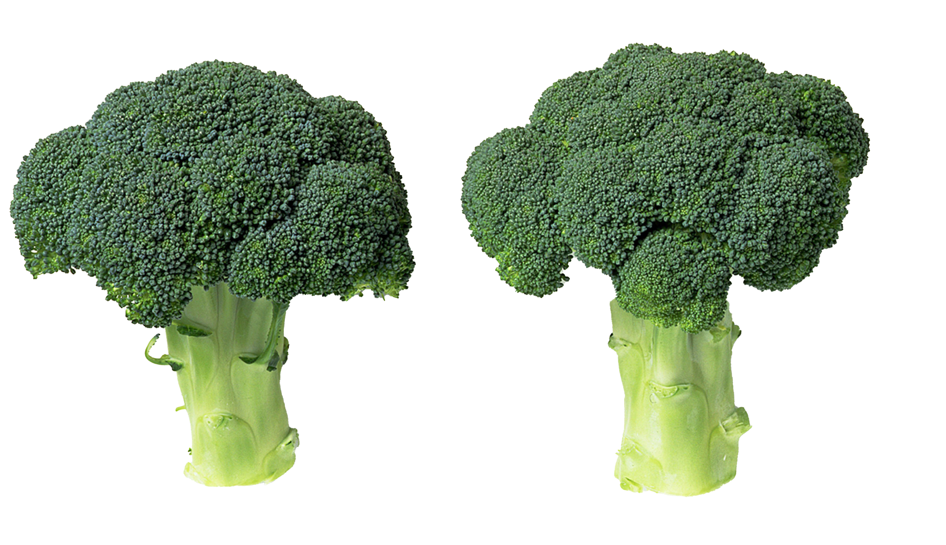 Download PNG image - Green Broccoli PNG File 