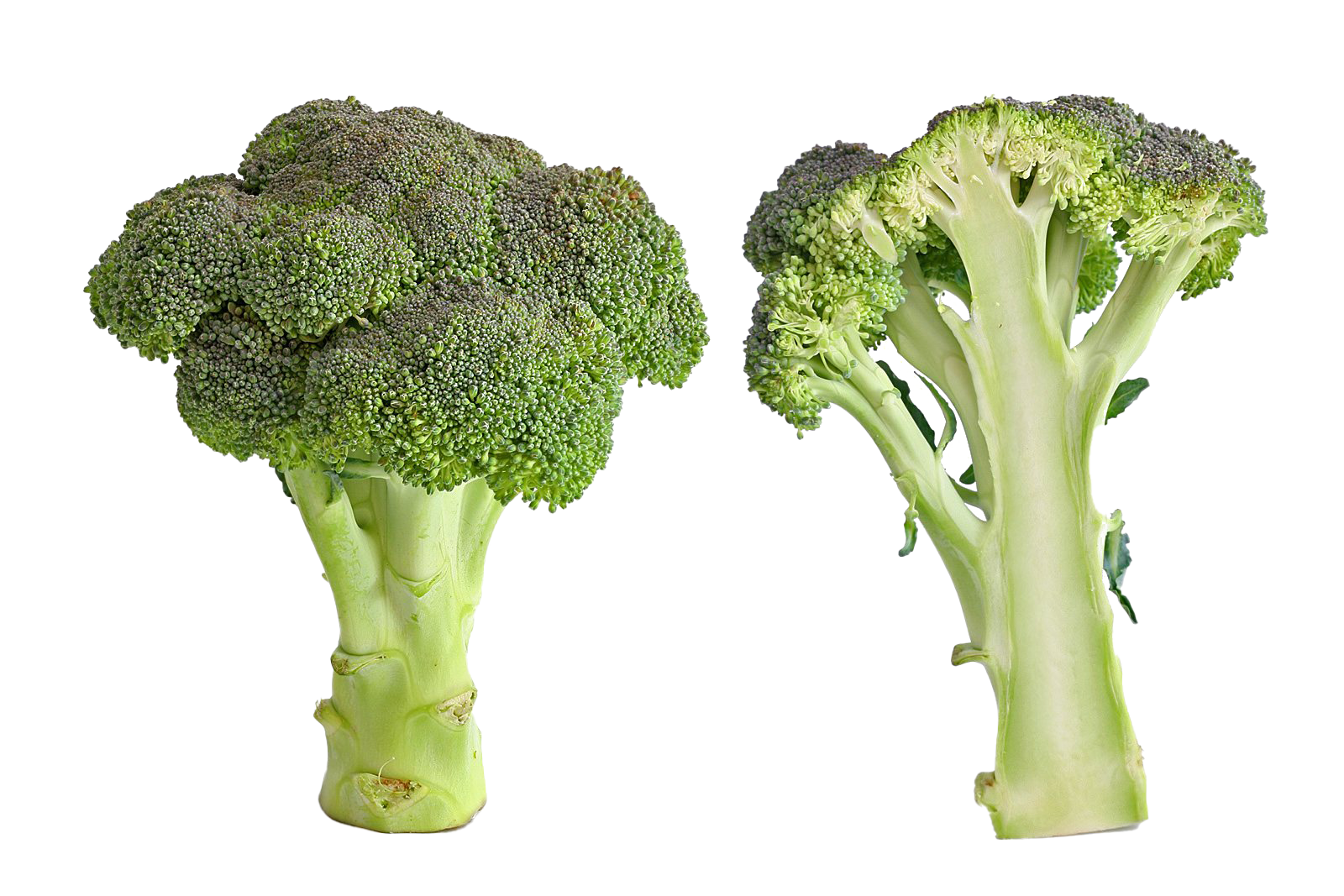 Download PNG image - Green Broccoli PNG Image 