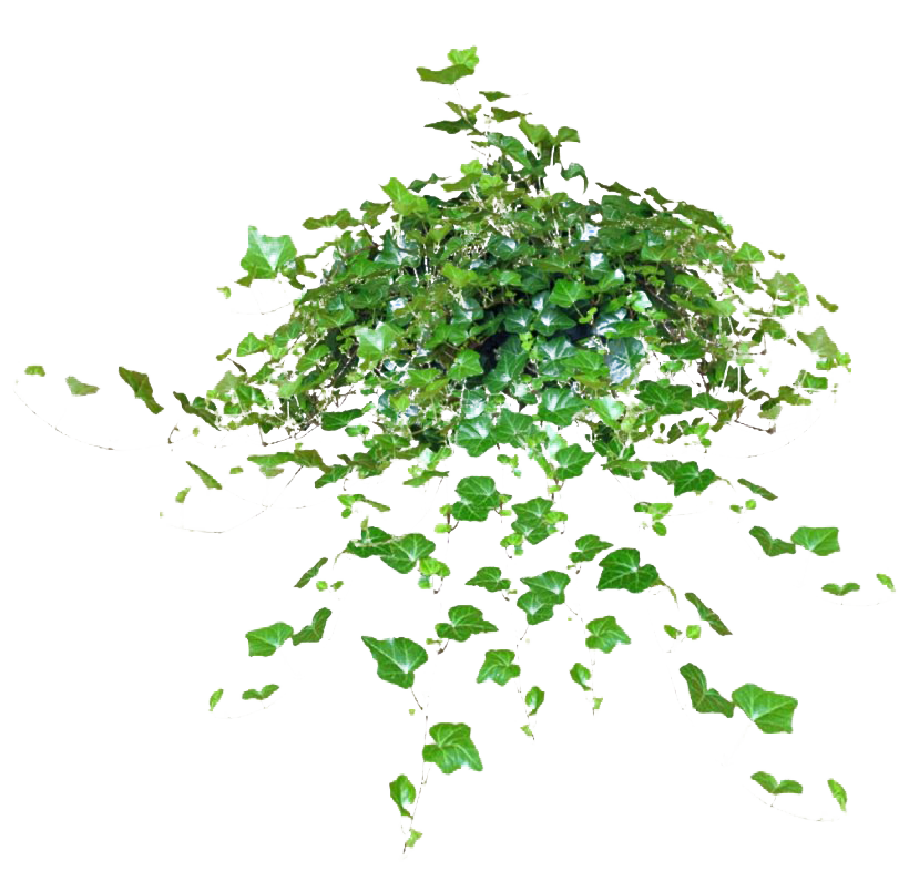 Download PNG image - Green Leaves Ivy Hanging PNG Clipart 