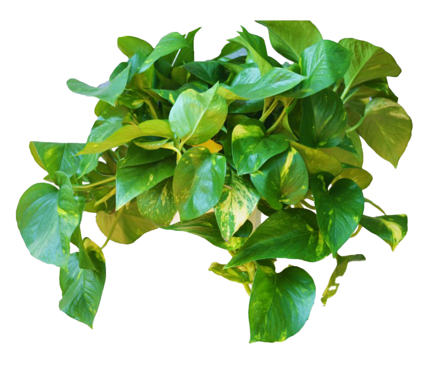 Download PNG image - Green Leaves Ivy Hanging PNG File 