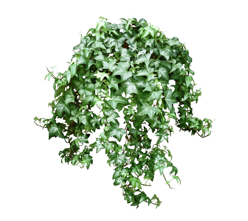 Download PNG image - Green Leaves Ivy Hanging PNG Photos 