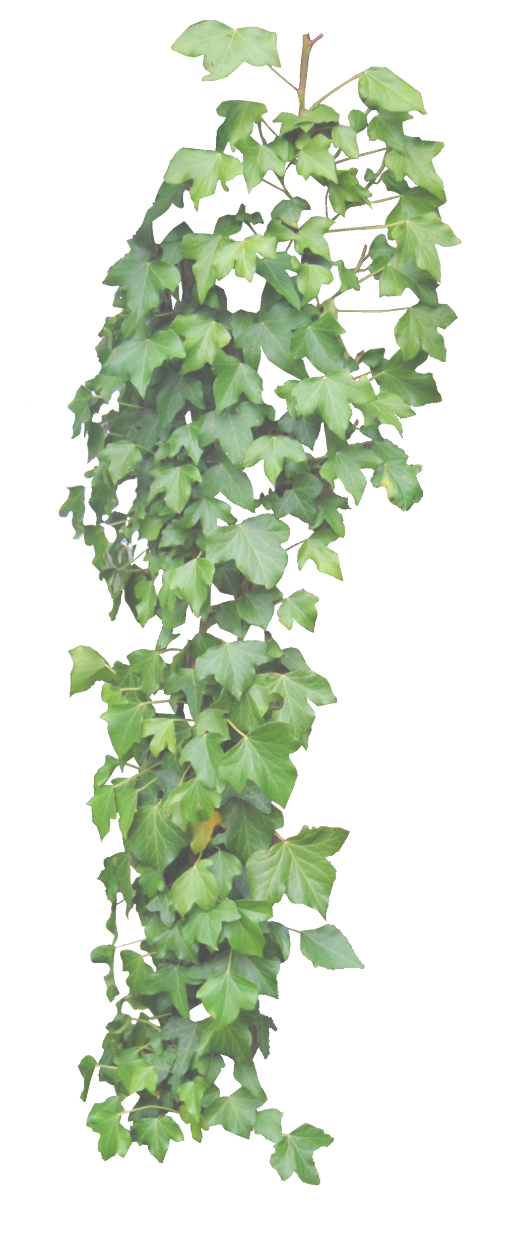 Download PNG image - Green Leaves Ivy Hanging PNG Transparent Image 