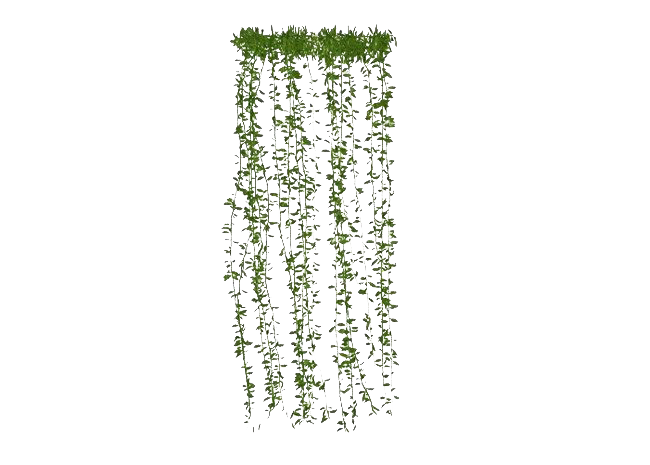 Download PNG image - Green Leaves Ivy Hanging Transparent PNG 