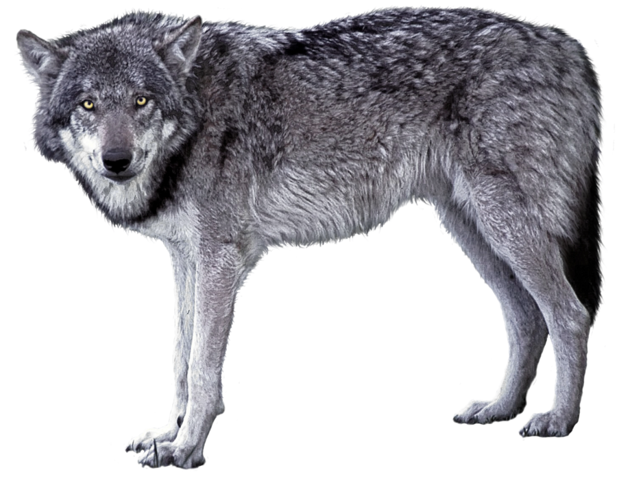 Download PNG image - Grey Wolf PNG Image 