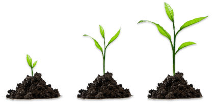 Download PNG image - Growing Plant PNG HD 