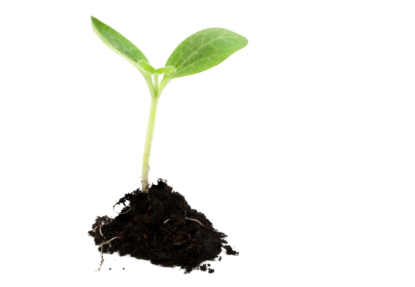 Download PNG image - Growing Plant PNG Image 