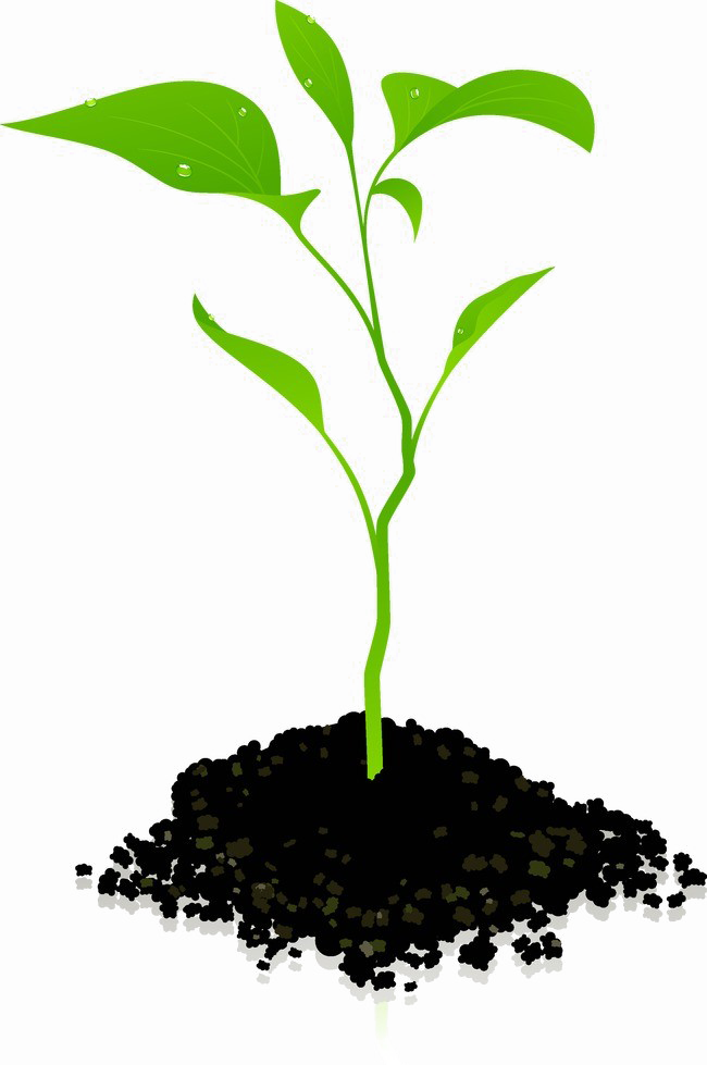 Download PNG image - Growing Plant PNG Photos 