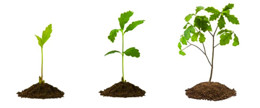 Download PNG image - Growing Plant PNG Picture 