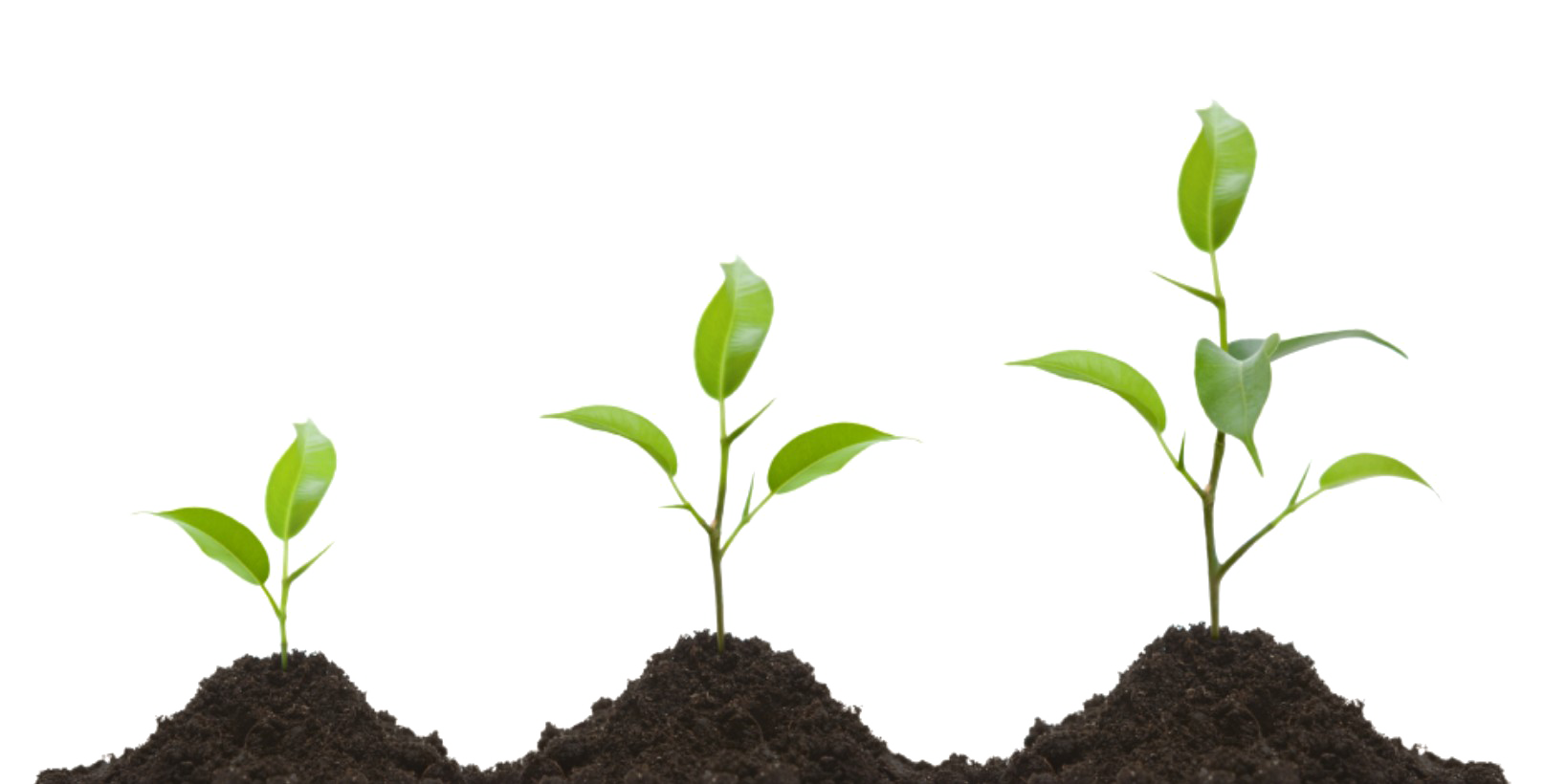 Download PNG image - Growing Plant PNG Transparent Image 