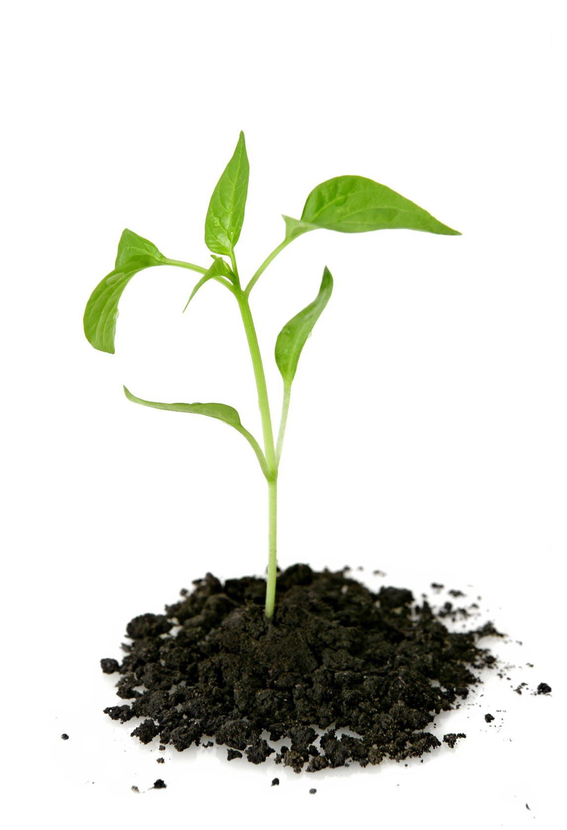 Download PNG image - Growing Plant PNG Transparent Picture 