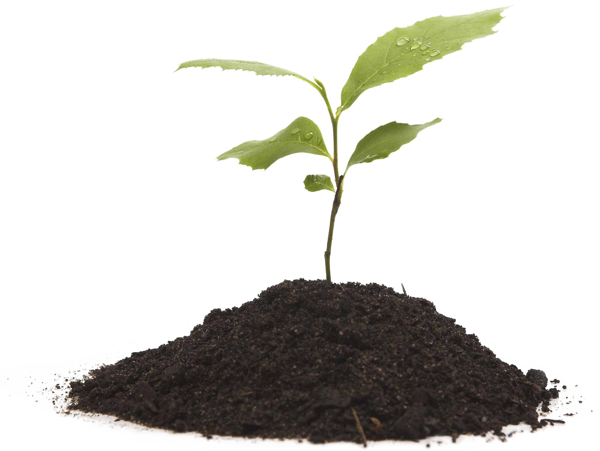 Download PNG image - Growing Plant Transparent Background 