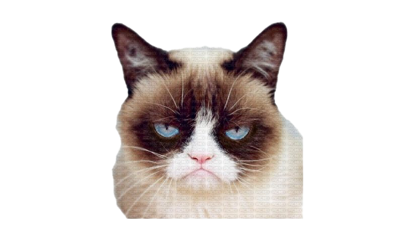 Download PNG image - Grumpy Cat Face PNG Pic 