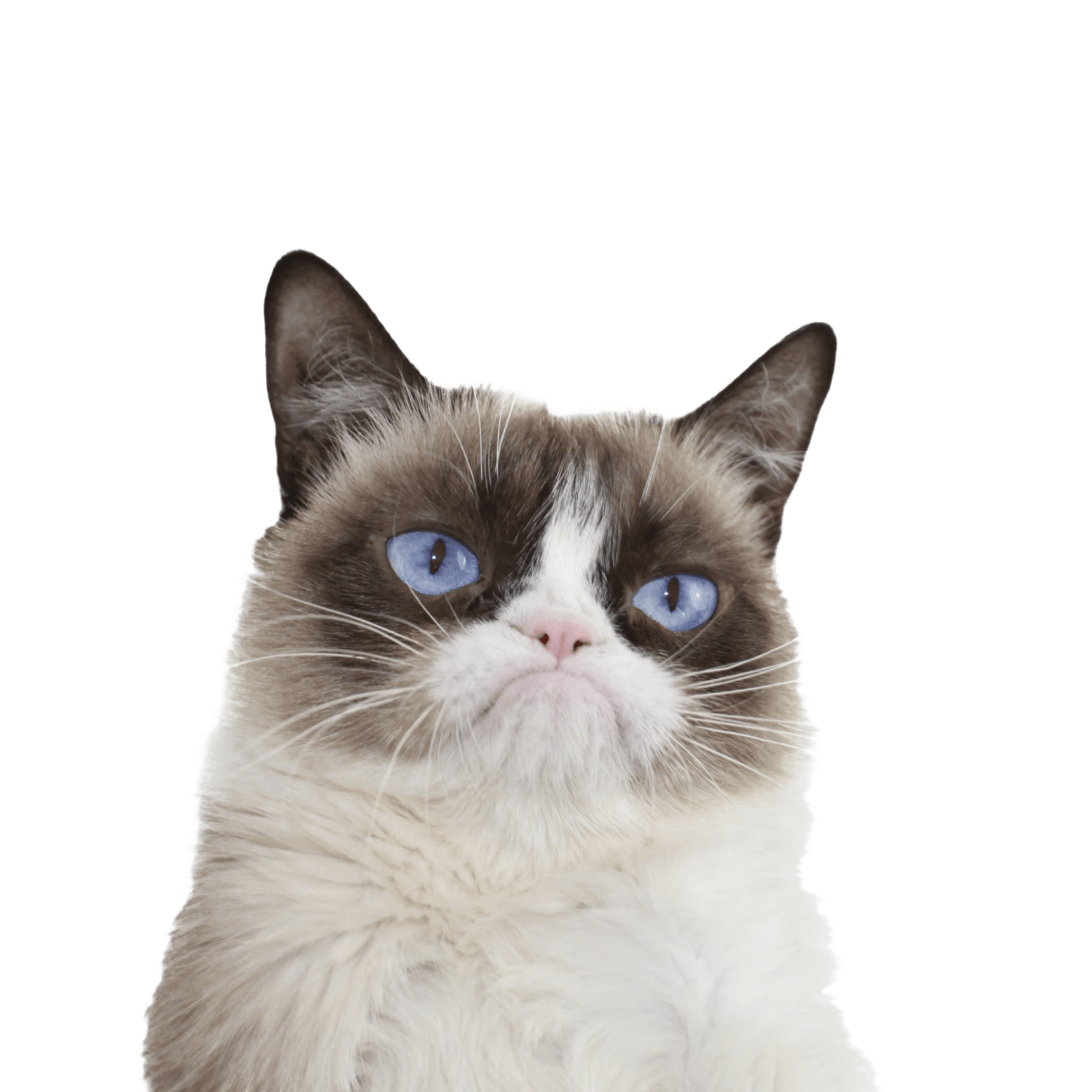 Download PNG image - Grumpy Cat Face PNG Transparent Image 