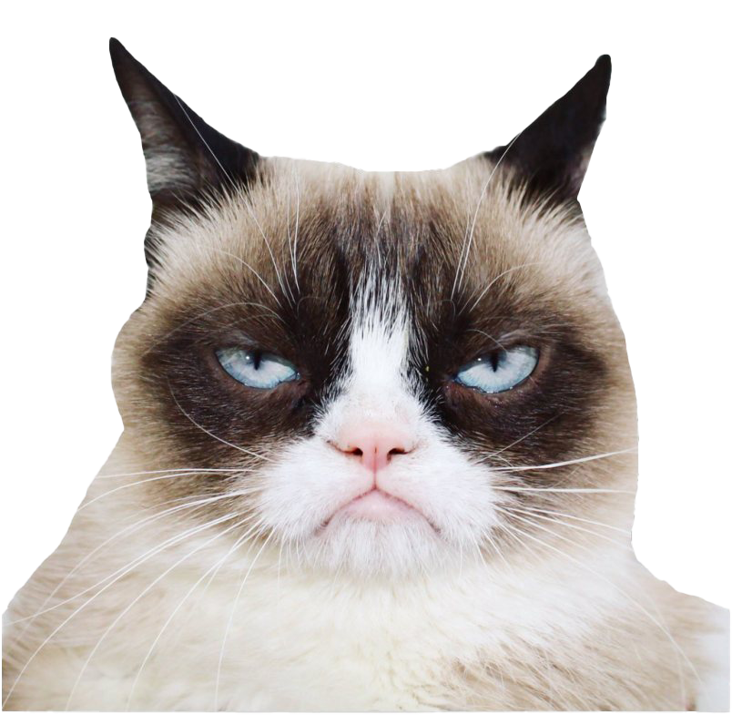 Download PNG image - Grumpy Cat PNG Photos 