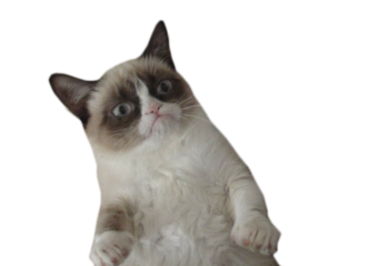 Download PNG image - Grumpy Cat Transparent Images PNG 
