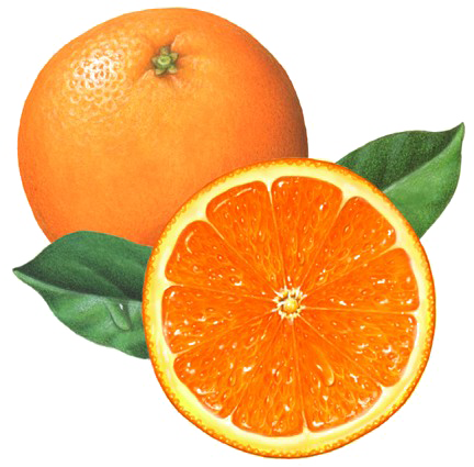 Download PNG image - Half Orange PNG File 