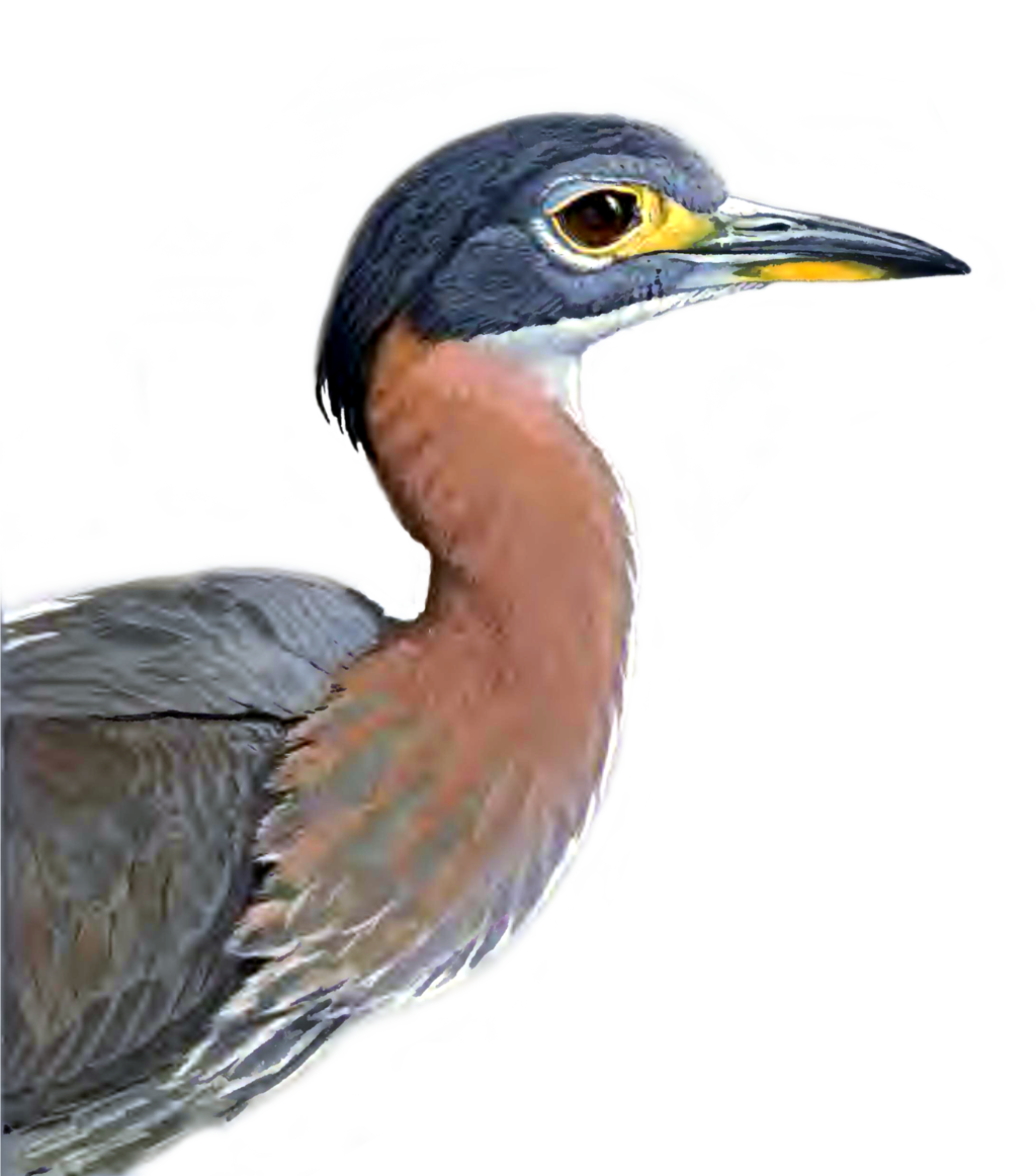 Download PNG image - Heron PNG Picture 