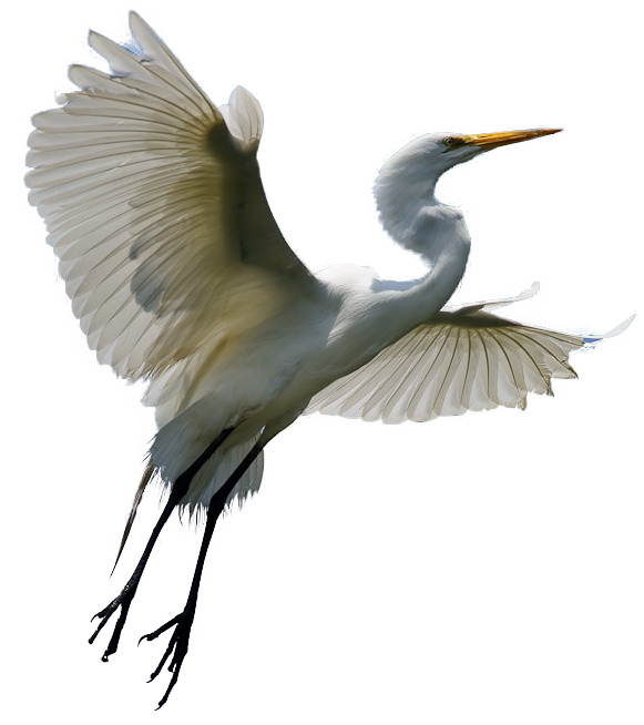 Download PNG image - Heron Transparent Background 