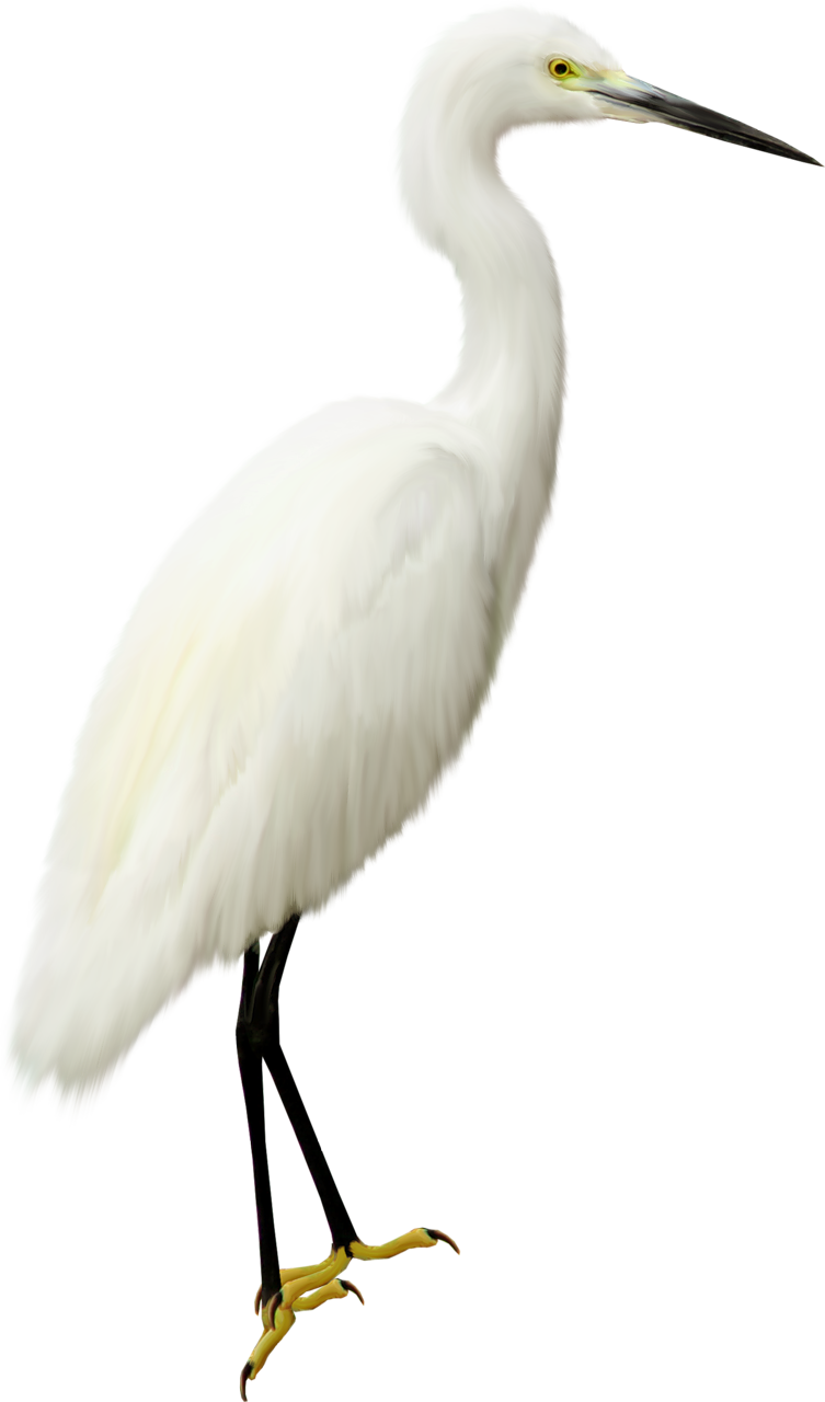 Download PNG image - Heron Transparent PNG 