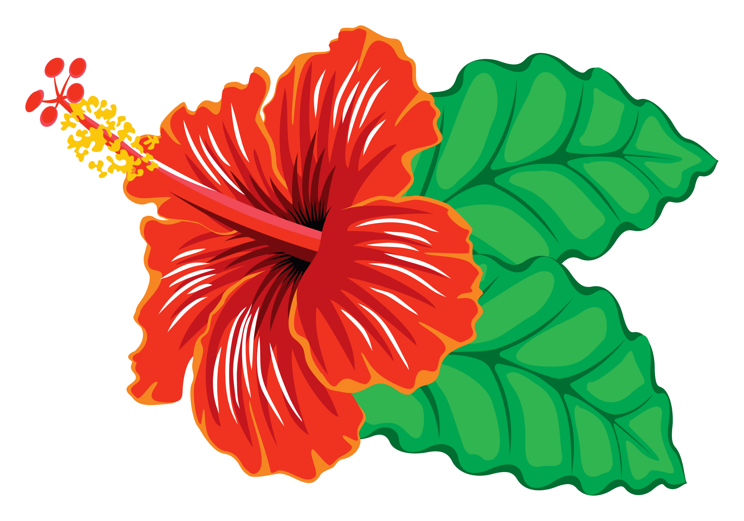 Download PNG image - Hibiscus PNG Clipart 