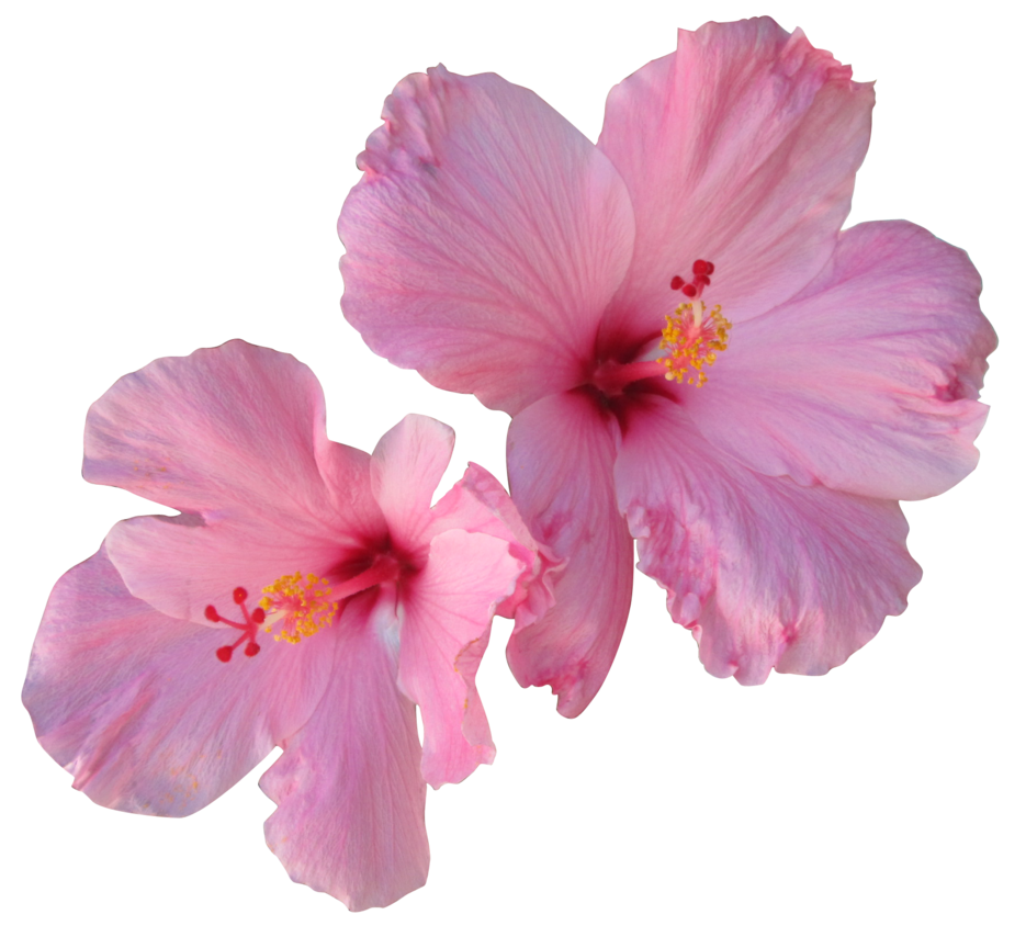 Download PNG image - Hibiscus PNG Free Download 