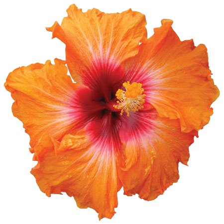 Download PNG image - Hibiscus PNG HD 