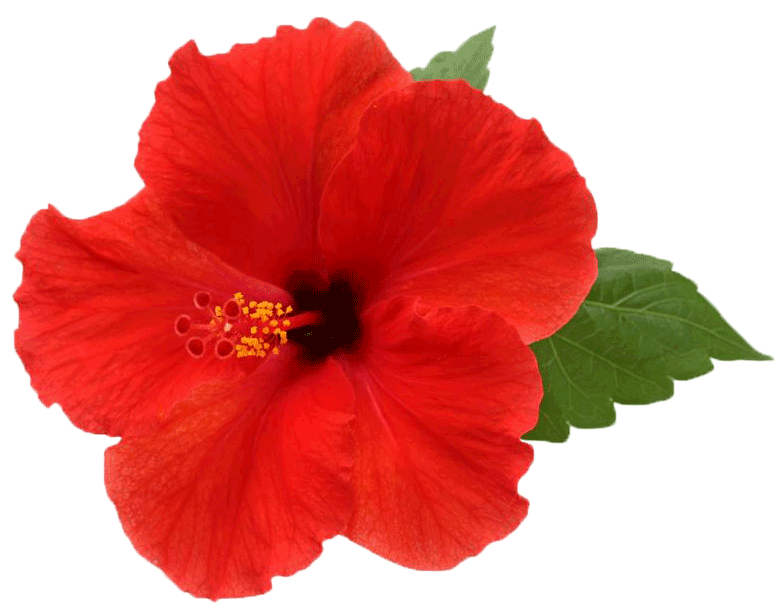 Download PNG image - Hibiscus PNG Picture 