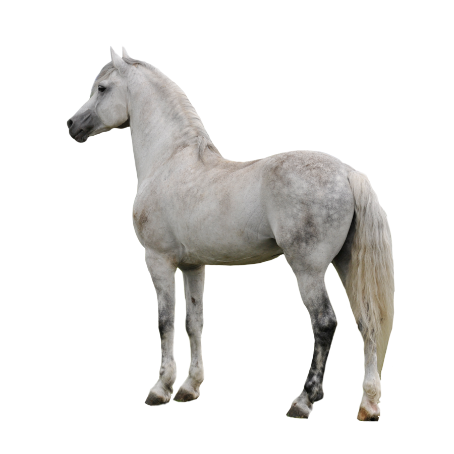 Download PNG image - Horse PNG Clipart 