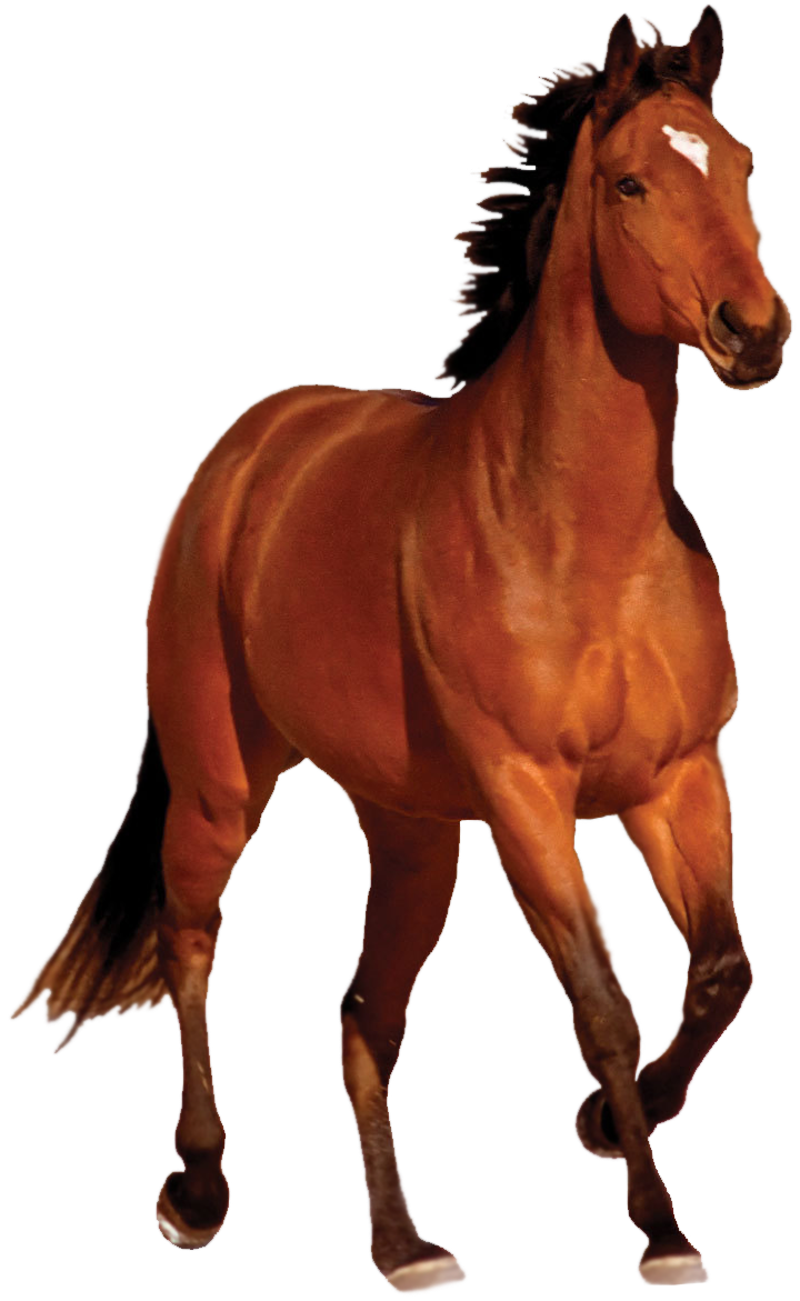 Download PNG image - Horse PNG Transparent Image 