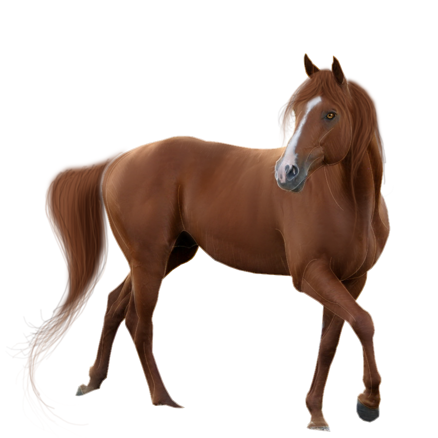 Download PNG image - Horse Transparent Background 