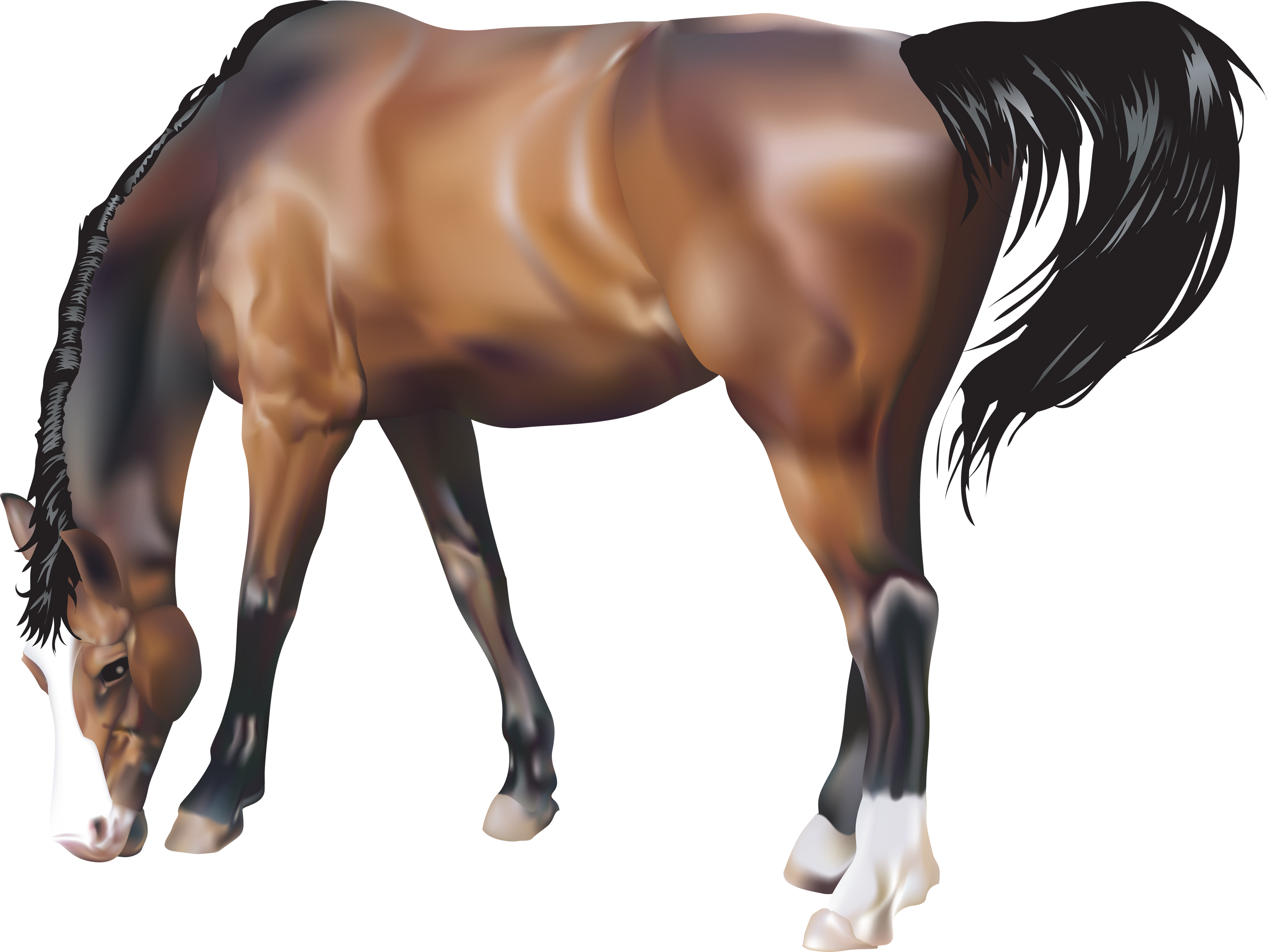Download PNG image - Horse Transparent PNG 