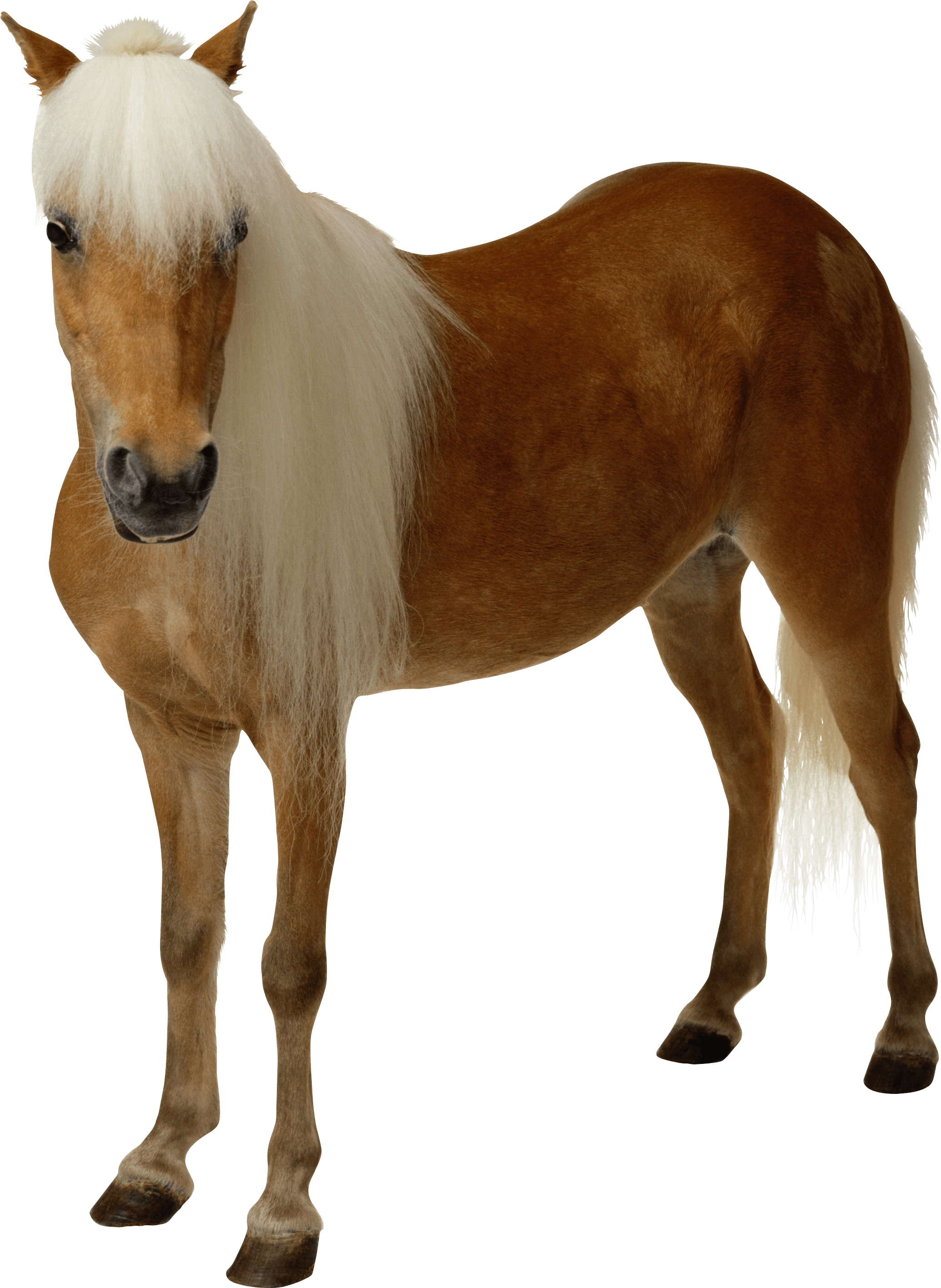 Download PNG image - Horse 