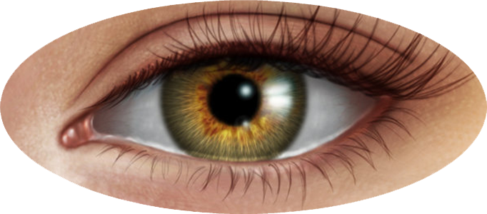 Download PNG image - Human Eye PNG Image 