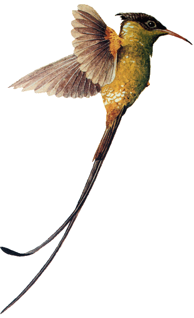 Download PNG image - Hummingbird Download PNG Image 