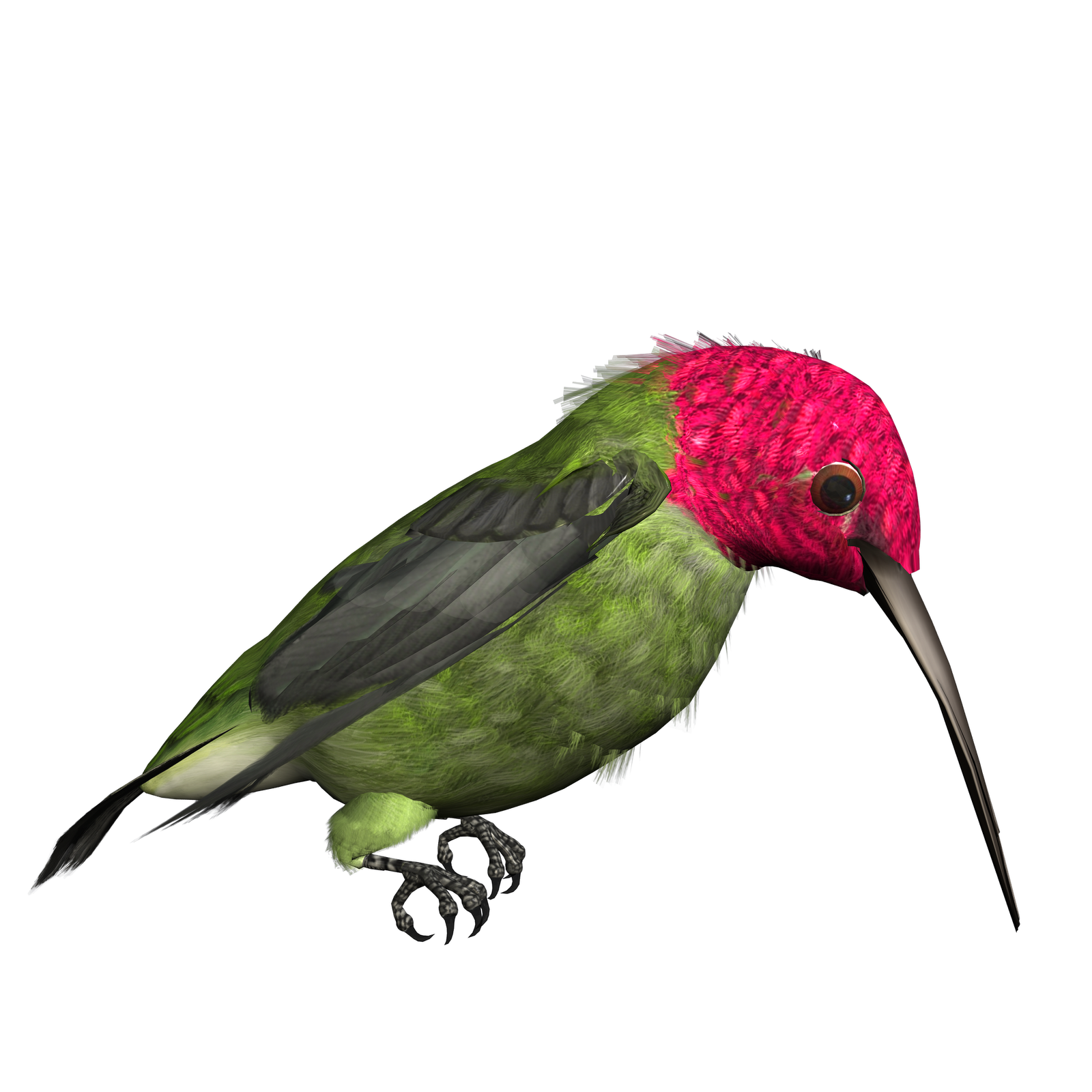 Download PNG image - Hummingbird PNG Free Download 