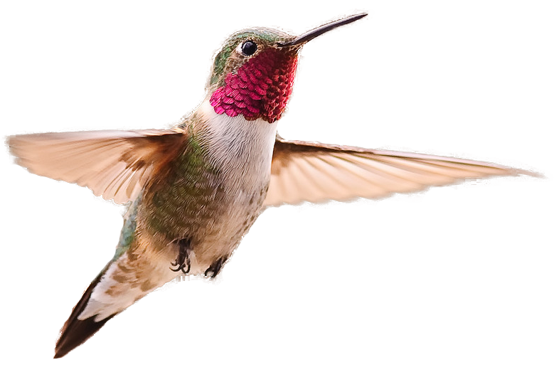 Download PNG image - Hummingbird PNG Image 