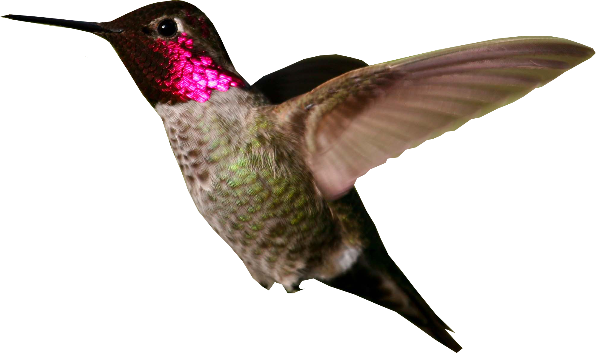Download PNG image - Hummingbird PNG Photo 