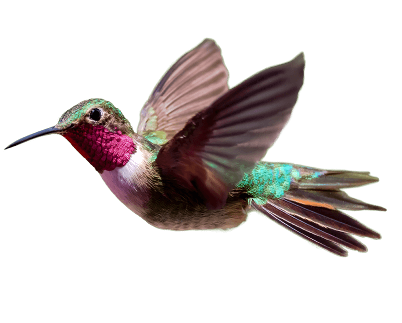 Download PNG image - Hummingbird PNG Transparent HD Photo 