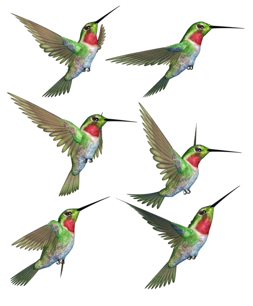 Download PNG image - Hummingbird PNG Transparent Image 