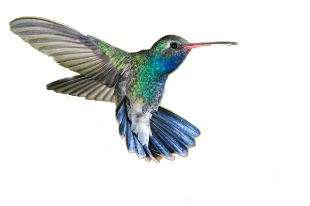 Download PNG image - Hummingbird PNG Transparent Picture 